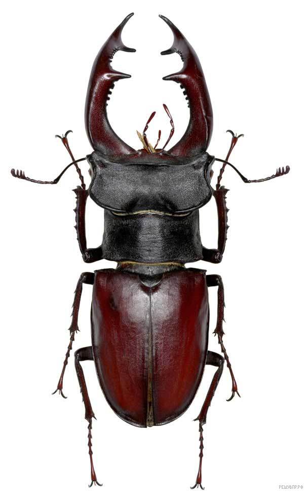 Впр–2021, Биология–8: Задания, Ответы, Решения. Обучающая Система Дмитрия  Гущина.