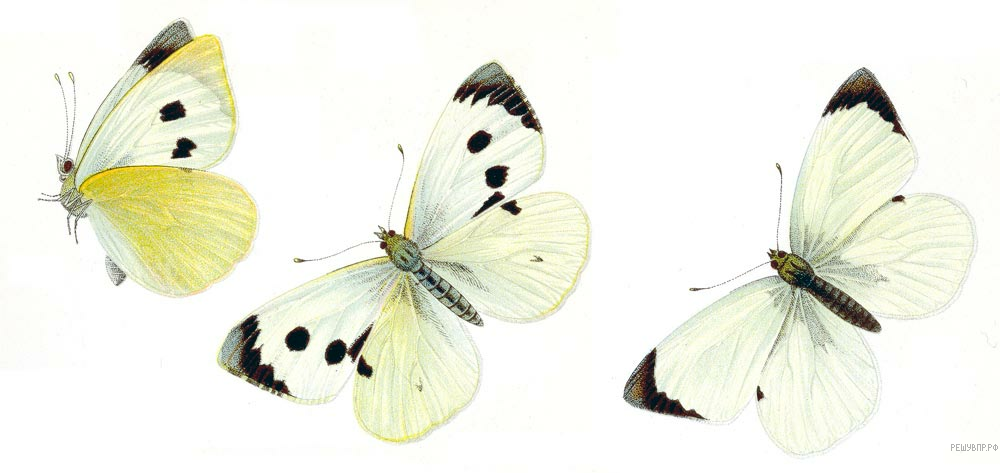 Впр–2022, Биология–8: Задания, Ответы, Решения. Обучающая Система Дмитрия  Гущина.